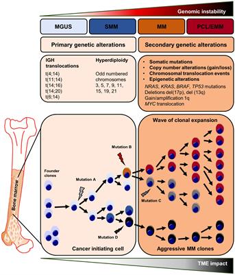 Molecular and immunological mechanisms of clonal evolution in multiple myeloma